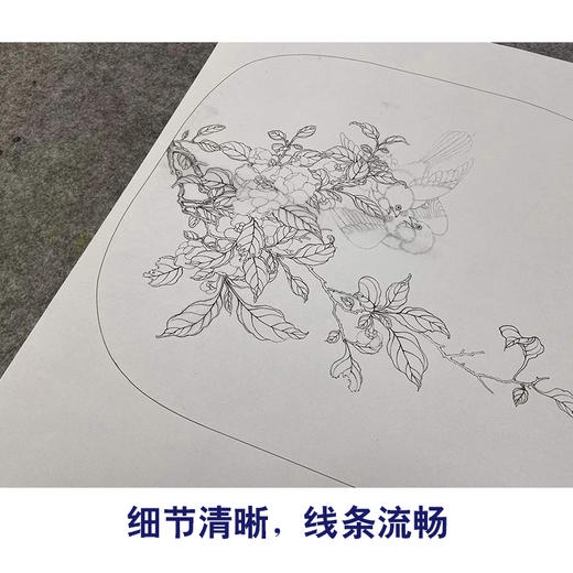 【有步骤、大彩图】李晓明工笔画白描底稿小品《临宋争禽图 》麻雀白山茶初学者临摹花鸟线稿KL13 商品图4