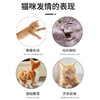 PetsBenz-猫咪禁情液-50ml公猫母猫专用 用于缓解猫咪发情，厌食，焦躁。 商品缩略图1