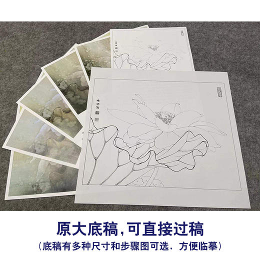 【有步骤、大彩图】李晓明工笔画白底描斗方小品《荷韵生辉》荷花初学者临摹花鸟线稿KL24 商品图1