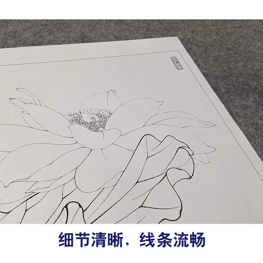 【有步骤、大彩图】李晓明工笔画白底描斗方小品《荷韵生辉》荷花初学者临摹花鸟线稿KL24 商品图4