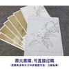 【有步骤、大彩图】李晓明工笔画白描底稿斗方小品《临宋枇杷绣羽图》初学者临摹花鸟线稿KL06 商品缩略图1