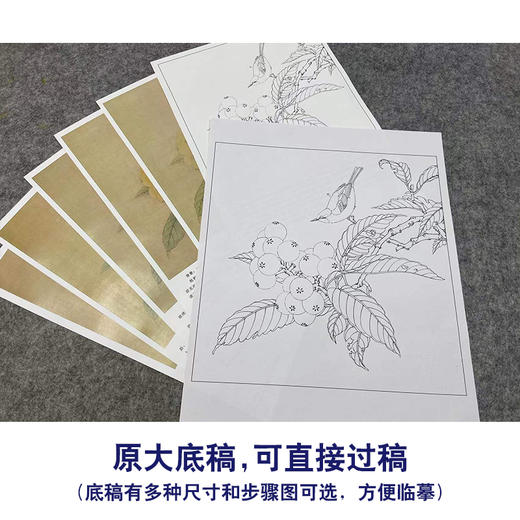 【有步骤、大彩图】李晓明工笔画白描底稿斗方小品《临宋枇杷绣羽图》初学者临摹花鸟线稿KL06 商品图1