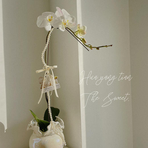 珠光宝气  蝴蝶兰 · 珍珠贝瓶瓶花 商品图3