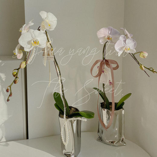 幸福飞来   蝴蝶兰 · 电镀瓶瓶花 商品图3