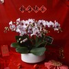 春节年宵花蝴蝶兰盆栽018款 商品缩略图0