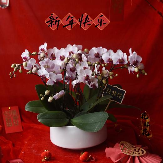春节年宵花蝴蝶兰盆栽018款 商品图0