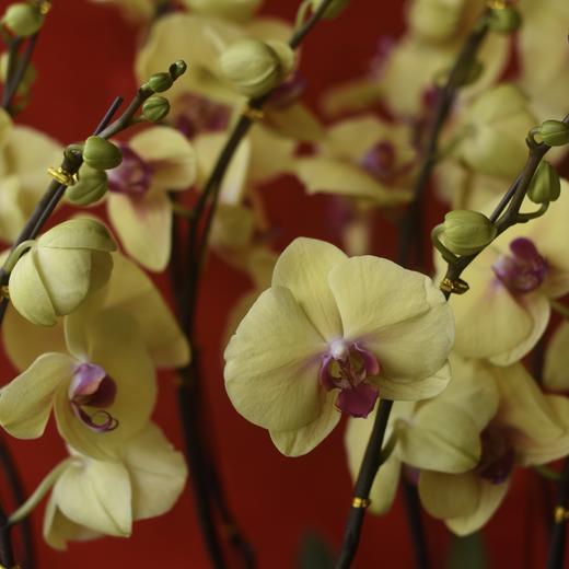 春节年宵花蝴蝶兰盆栽004款 商品图2