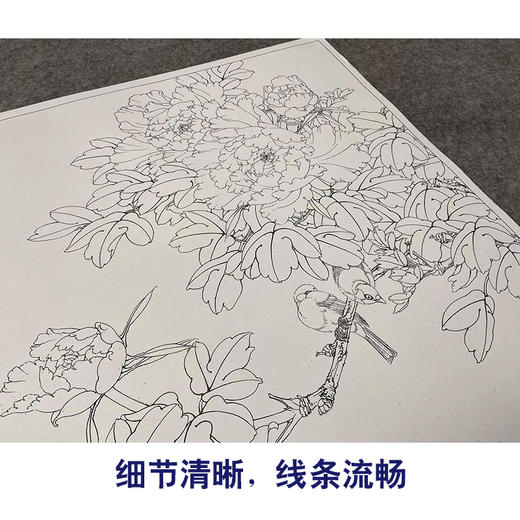 【有步骤、大彩图】李晓明工笔画白描底稿斗方小品《牡丹灰文鸟》初学者临摹花鸟线稿KL20 商品图4