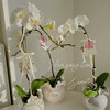 珠光宝气  蝴蝶兰 · 珍珠贝瓶瓶花 商品缩略图0