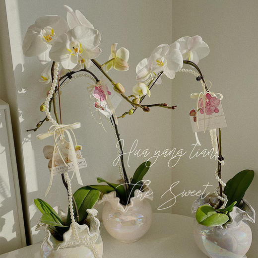 珠光宝气  蝴蝶兰 · 珍珠贝瓶瓶花 商品图0