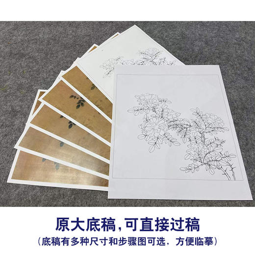 【有步骤、大彩图】李晓明工笔画白描底稿斗方小品《白蔷薇图》初学者临摹花鸟线稿KL02 商品图1