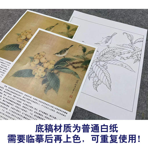 【有步骤、大彩图】李晓明工笔画白描底稿斗方小品《临宋枇杷绣羽图》初学者临摹花鸟线稿KL06 商品图3