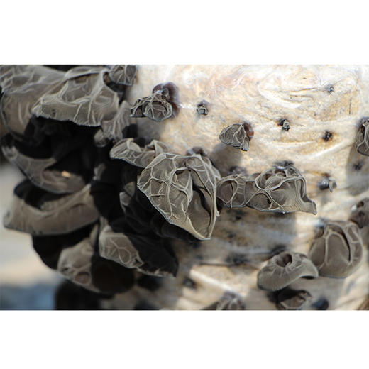 【自营】有机富硒木耳230g*2盒 商品图1