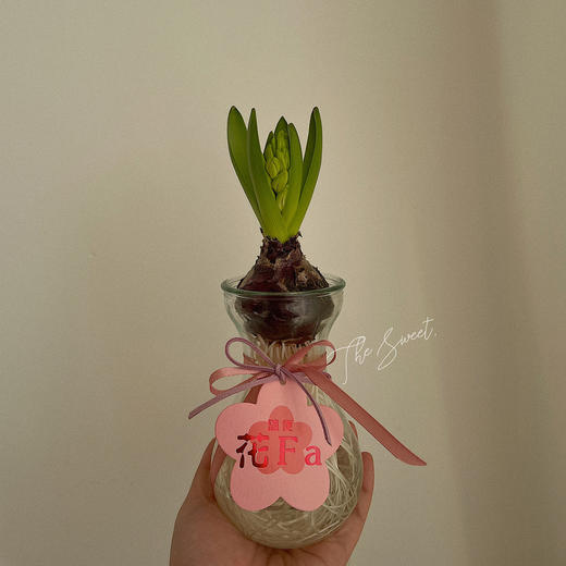 幸福使者  风信子 · 瓶花
颜色盲盒 商品图4