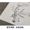 【有步骤、大彩图】李晓明工笔画白描底稿小品《杏花图》初学者临摹花鸟线稿KL11 商品缩略图4