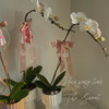 飘逸典雅 丝带蝴蝶兰 · 珠光瓶瓶花 商品缩略图2