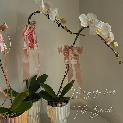 飘逸典雅 丝带蝴蝶兰 · 珠光瓶瓶花 商品图2