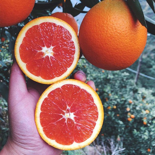 【秭归中华红血橙】 果肉饱满、每一口都汁水四溢，酸甜可口 商品图0