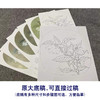【有步骤、大彩图】李晓明工笔画白描底稿小品《夜合花图》初学者临摹花鸟线稿KL14 商品缩略图1