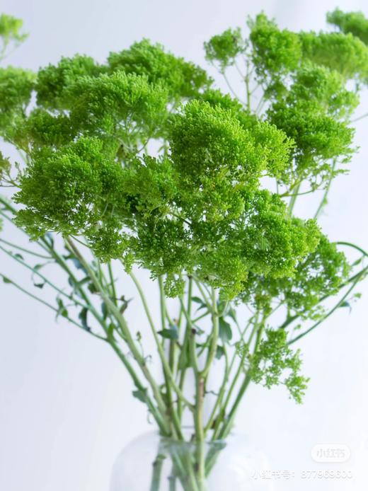 夕雾草 商品图0