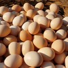 鸡蛋（10枚/斤）---净田社山林自由放养 商品缩略图1