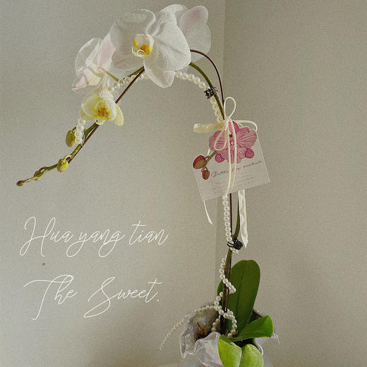 珠光宝气  蝴蝶兰 · 珍珠贝瓶瓶花 商品图1