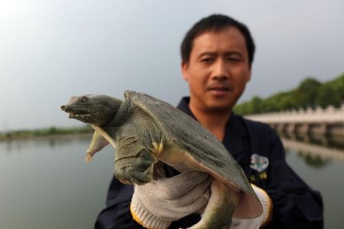 【常州馆】雪堰 生态甲鱼 甲鱼（1.5~2斤） 商品图0