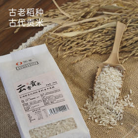  云香贡米：从16克到16亩的故事 