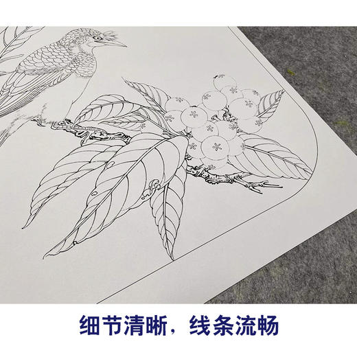 【有步骤、大彩图】李晓明工笔画白描底稿斗方小品《八哥枇杷图》乌鸦初学者临摹花鸟线稿KL01 商品图4