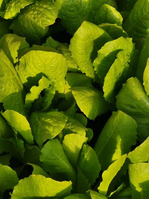 【5件包邮】酵素农法蔬菜丨5件起包邮（卓园） 商品图10