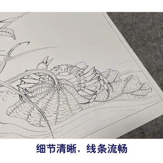 【有步骤、大彩图】李晓明工笔画白描底稿斗方小品《临宋荷蟹图》荷花螃蟹初学者临摹花鸟线稿KL03 商品图4