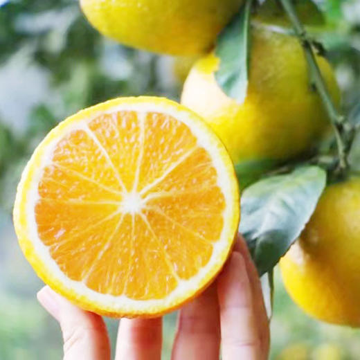 福建甜桔柚、颗粒晶莹、甜蜜多汁、有橘子的甜蜜、柚子的清香，又有橙子的风味，清甜爽口的口感【寒冷地区冻坏不售后】 商品图3