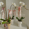 飘逸典雅 丝带蝴蝶兰 · 珠光瓶瓶花 商品缩略图0