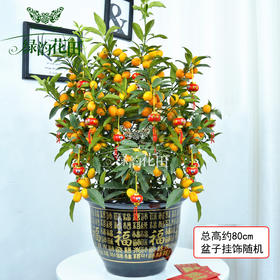 金桔树盆栽带果可食用招财绿植四季金桔树元旦新年开业乔迁居家送礼