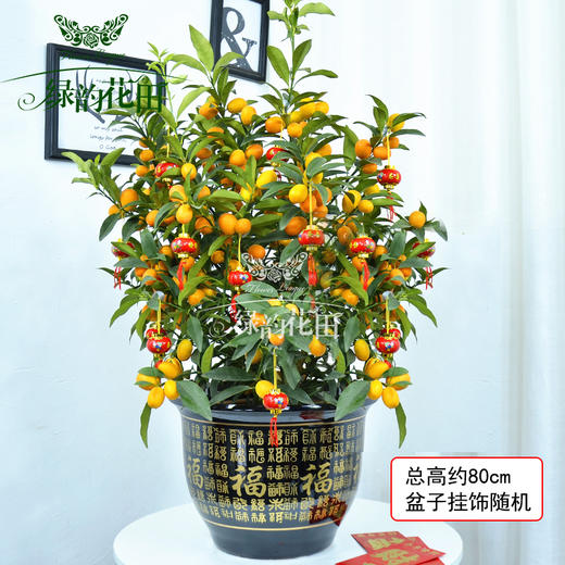 金桔树盆栽带果可食用招财绿植四季金桔树元旦新年开业乔迁居家送礼 商品图0