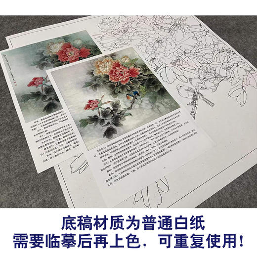 【有步骤、大彩图】李晓明工笔画白描底稿斗方小品《牡丹灰文鸟》初学者临摹花鸟线稿KL20 商品图3