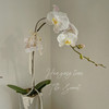 幸福飞来   蝴蝶兰 · 电镀瓶瓶花 商品缩略图6