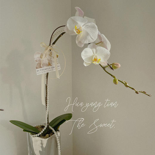 幸福飞来   蝴蝶兰 · 电镀瓶瓶花 商品图6