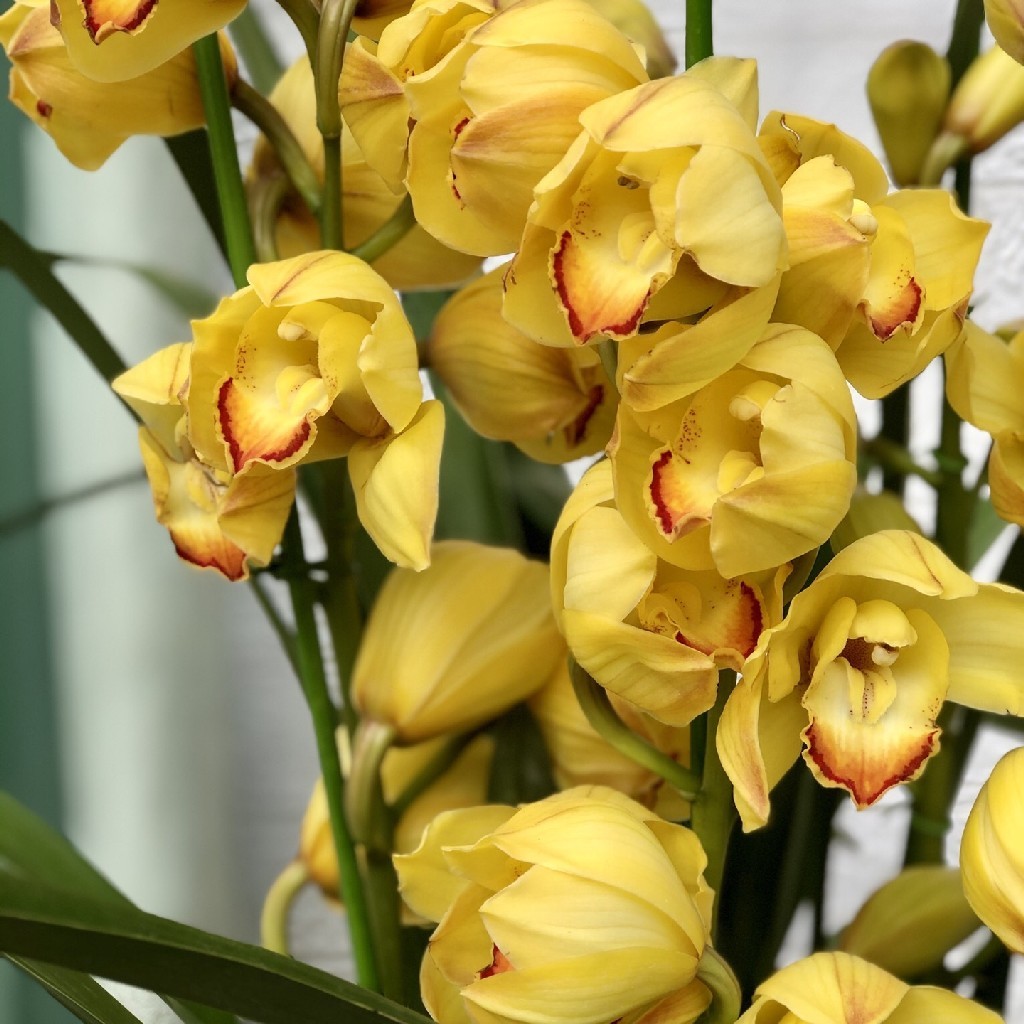 【黄色特惠大花蕙兰】花苞微熟.