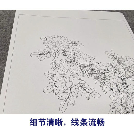 【有步骤、大彩图】李晓明工笔画白描底稿斗方小品《白蔷薇图》初学者临摹花鸟线稿KL02 商品图4
