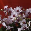 春节年宵花蝴蝶兰盆栽018款 商品缩略图1