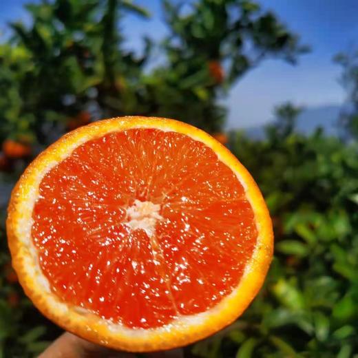【秭归中华红血橙】 果肉饱满、每一口都汁水四溢，酸甜可口 商品图1