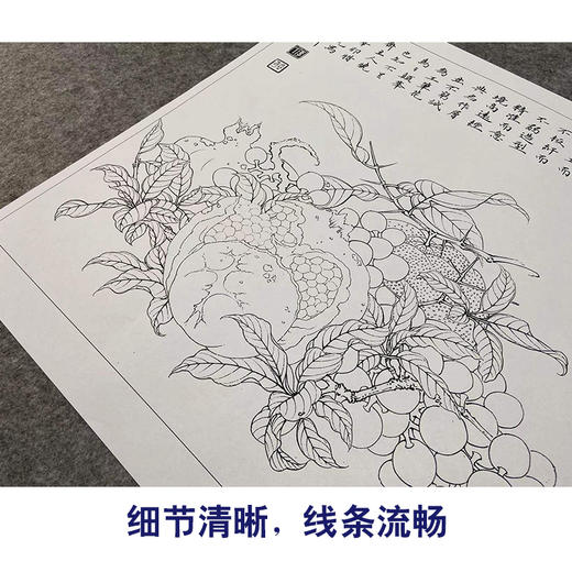【有步骤、大彩图】李晓明工笔画白描底稿斗方小品《临宋吉祥多子图》石榴初学者临摹花鸟线稿K057 商品图4