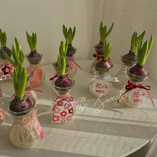 幸福使者  风信子 · 瓶花
颜色盲盒 商品图3