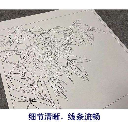 【有步骤、大彩图】李晓明工笔画白描底稿斗方小品《芙蓉面》牡丹初学者临摹勾线花鸟线稿K026 商品图4