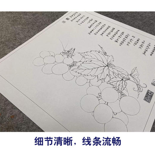 【有步骤、大彩图】李晓明工笔画白描底稿斗方小品《葡萄螽斯图》葡萄初学者临摹勾线花鸟线稿KA11 商品图4