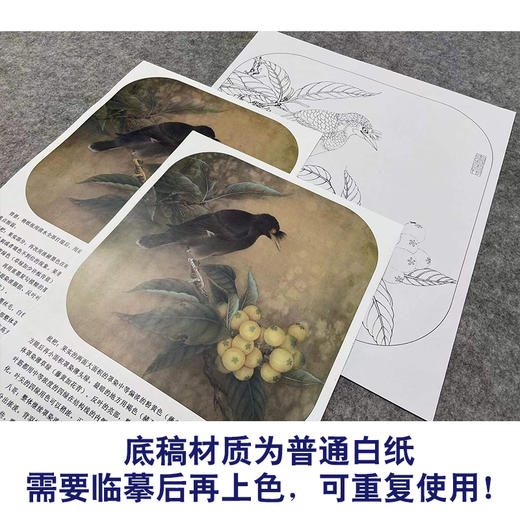 【有步骤、大彩图】李晓明工笔画白描底稿斗方小品《八哥枇杷图》乌鸦初学者临摹花鸟线稿KL01 商品图3