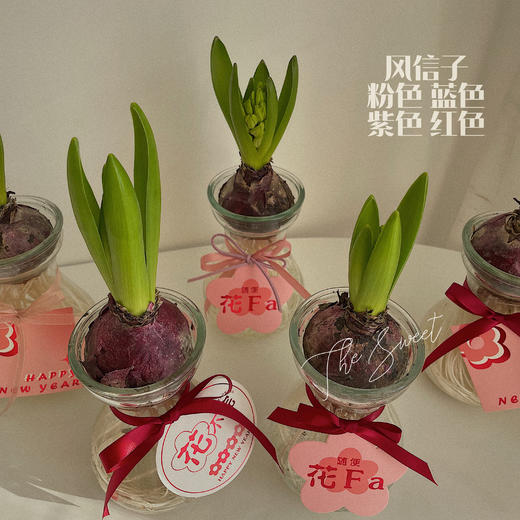 幸福使者  风信子 · 瓶花
颜色盲盒 商品图0