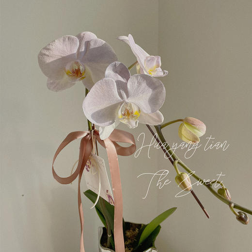 幸福飞来   蝴蝶兰 · 电镀瓶瓶花 商品图4