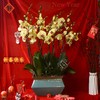 春节年宵花蝴蝶兰盆栽004款 商品缩略图0